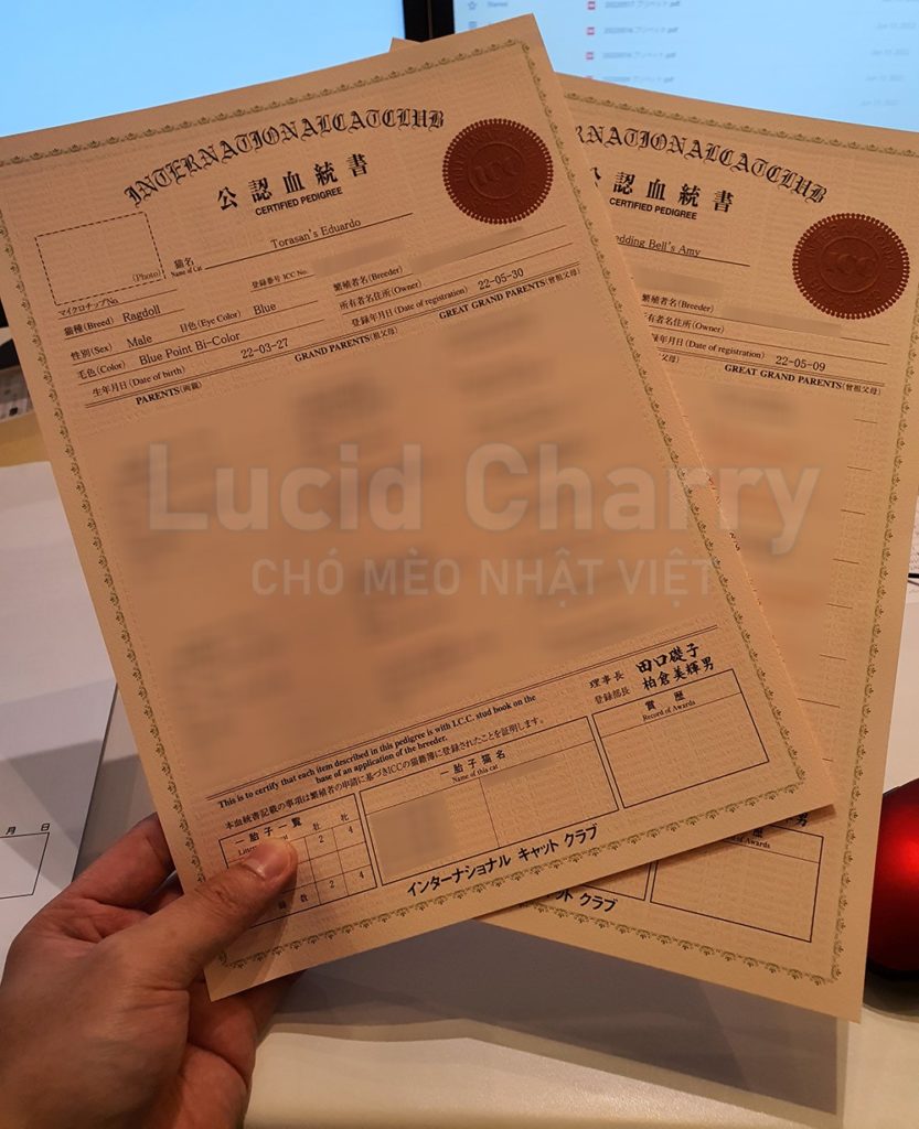 Câu lạc bộ Mèo quốc tế