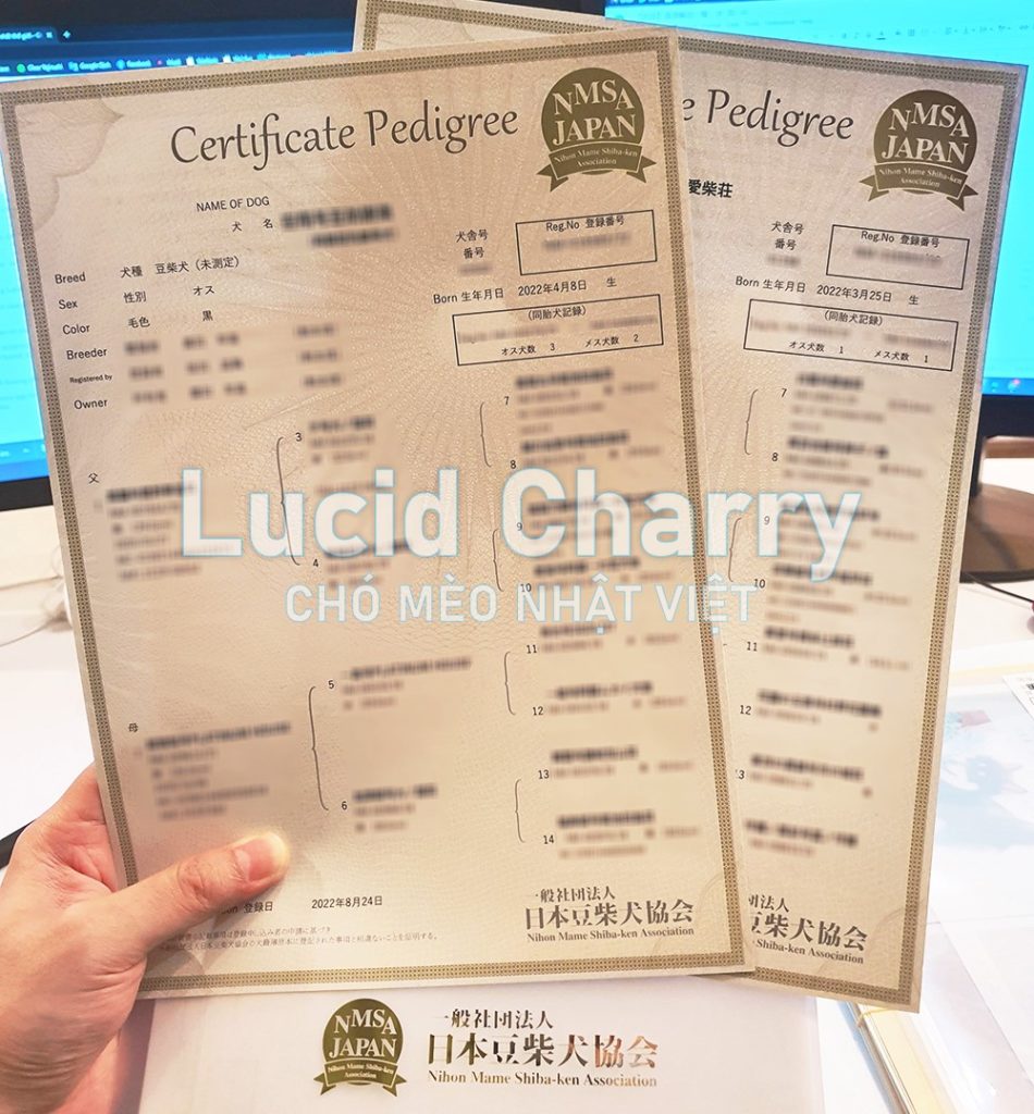 Hiệp hội Chó Mame Shiba Nhật Bản