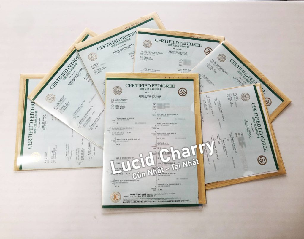 Giấy tờ phả hệ JKC