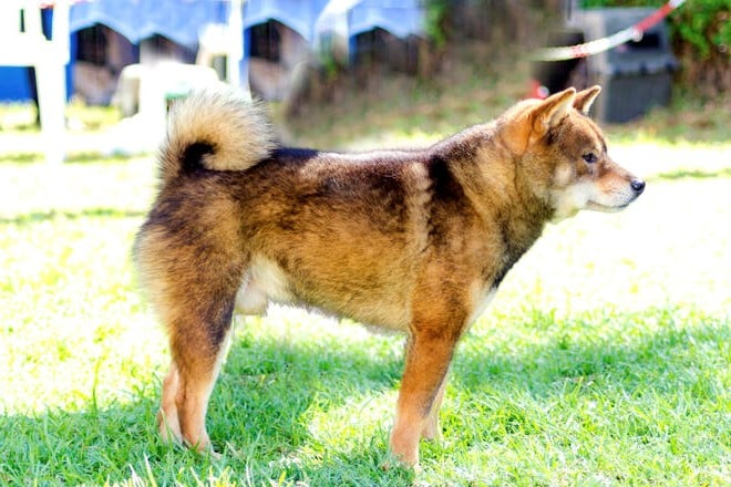 Goma Shiba