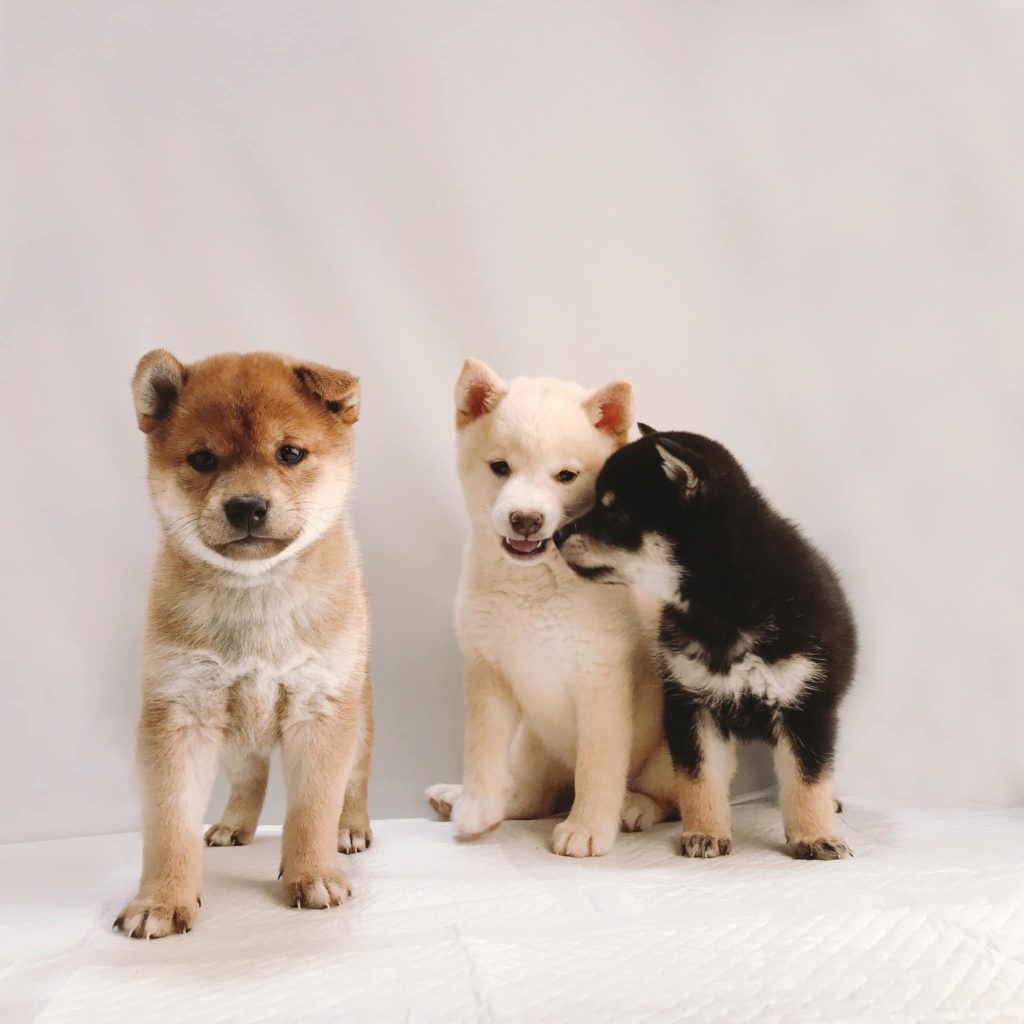 Shiba Puppies