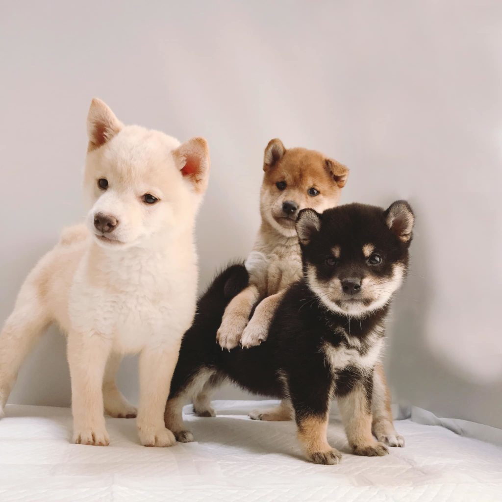 Shiba Puppies