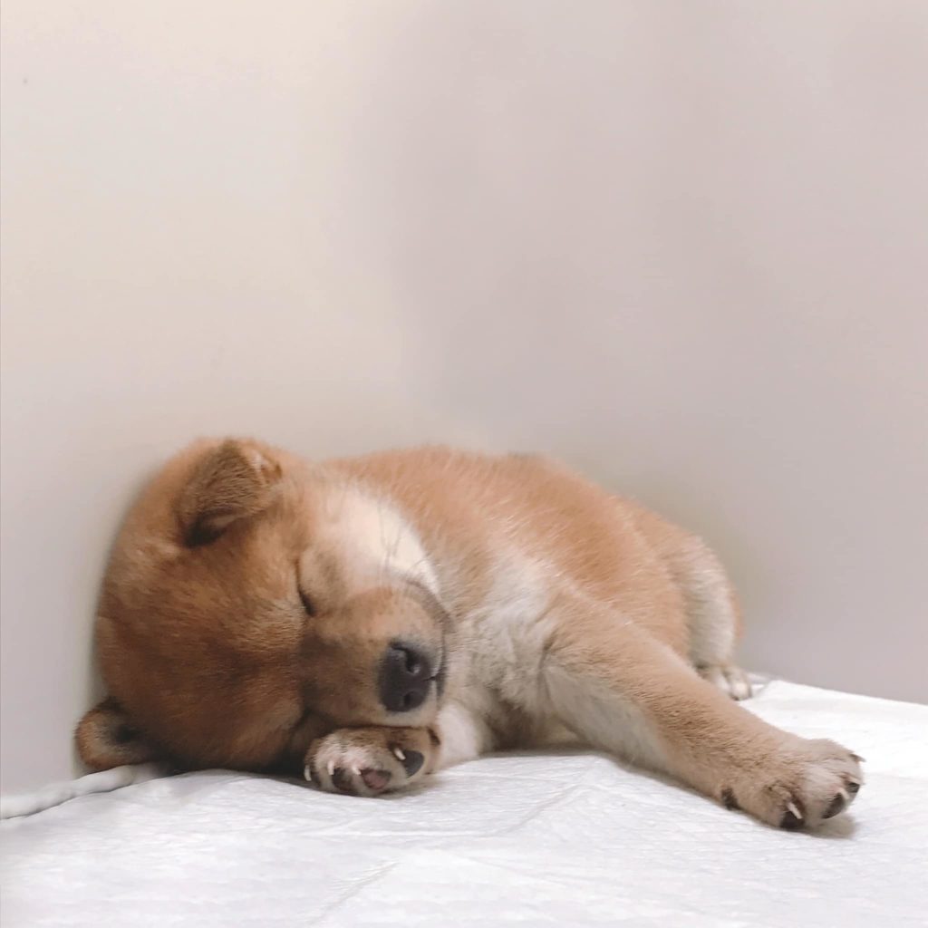 Shiba Puppies