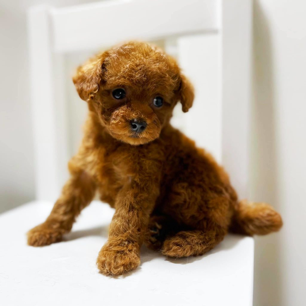 Tiny Poodle