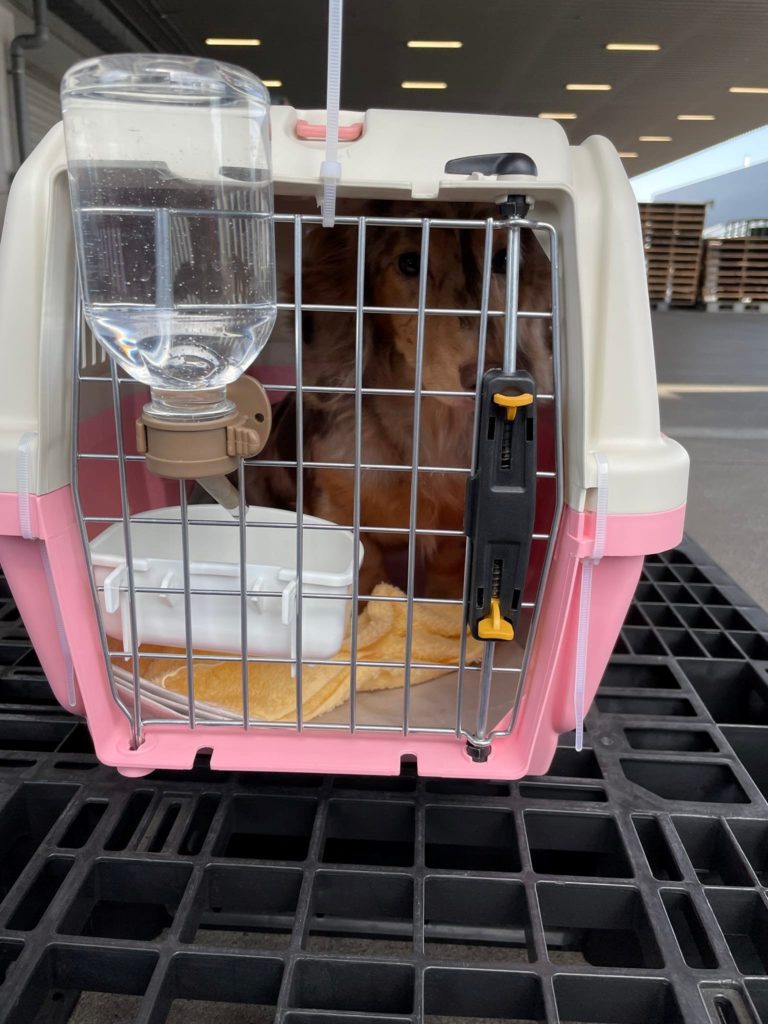 Vận chuyển chó Nhật Bản Singapore