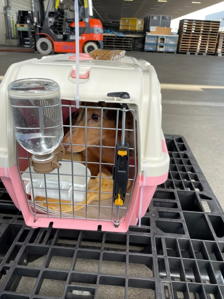 Vận chuyển chó Nhật Bản Singapore