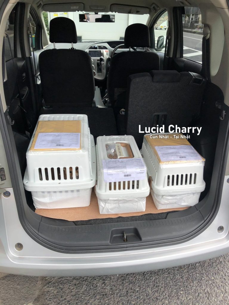 Xuất cảnh chó từ Nhật Bản