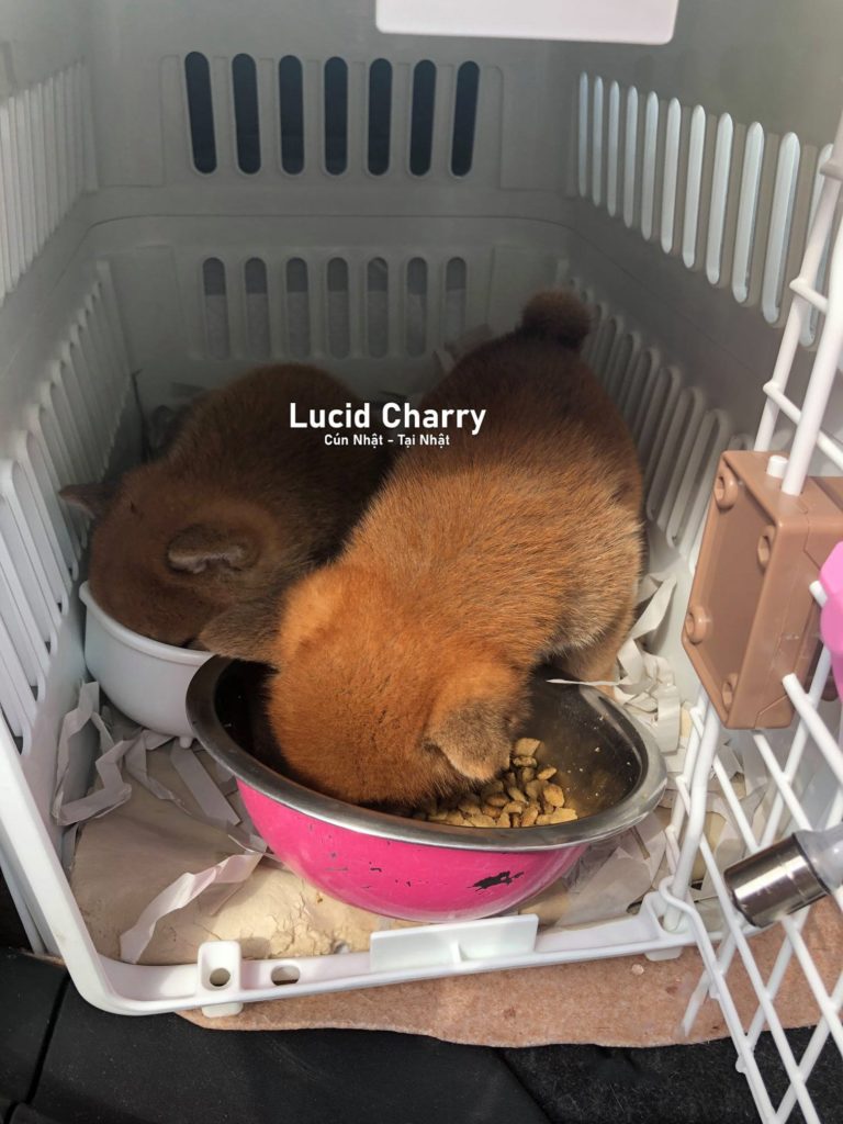 Xuất cảnh chó từ Nhật Bản