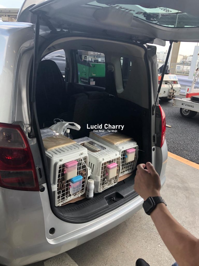 Xuất cảnh chó từ Nhật Bản