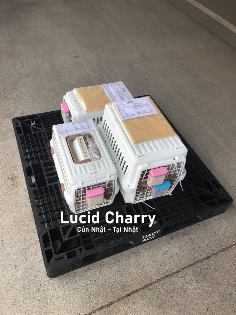 Xuất cảnh chó từ Nhật Bản